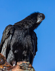 Humerous look by Juvenile California Condor in the wild.