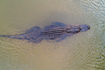Aerial view of an adult American Alligator in Mobile Bay