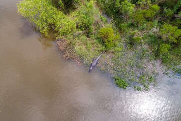 Aerial view of an adult American Alligator in Mobile Bay
