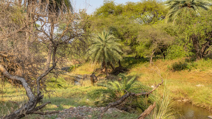 Fototapeta na wymiar A beautiful Indian sambar deer - Rusa Unicolor - stands in a sunny clearing by a stream. Around- lush green bushes, palm trees. Blue sky. India. Ranthambore National Park