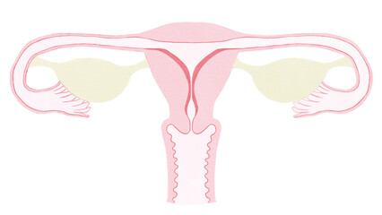 diagram of female reproductive system PNG