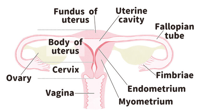 diagram of female reproductive system; English language PNG