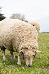 Naklejka na ściany i meble Sheep graze outdoors in New Zealand. Small cattle, animal husbandry.