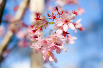 beautiful pink cherry blossom . natural spring background.