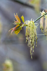 willow branch in spring