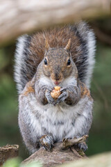 squirrel in the park