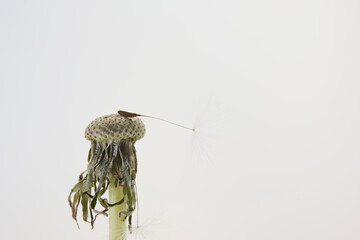 dandelion seed head on a grey background