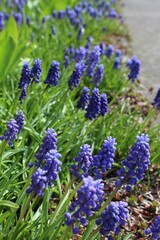 blue hyacinth flowers bloom in a spring garden