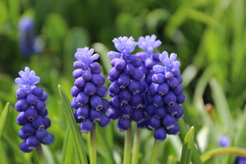 blue grape hyacinth flowers bloom in a spring garden