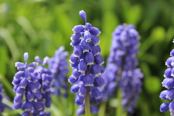 blue muscari flowers bloom in a spring garden