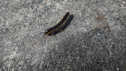 Beautiful Insect, a yellow spotted millipede on a gray background