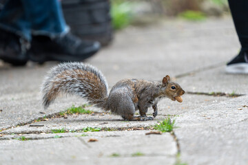 squirrel eating nut