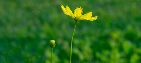 Yellow cosmos flowers in the garden Fresh greenery background and blurred background
