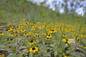 Obraz premium field of dandelions