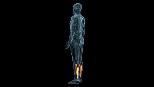 human skeleton nerves anatomy. 3d illustration