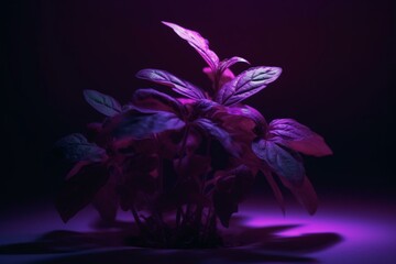Fototapeta na wymiar A plant growing on purple with a purple light. Generative AI