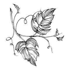 Hand drawn grapes sketch. Wine vine close up outline, leaves, berries.  Black and white clip art isolated on white background. Antique vintage engraving illustration for design wine.