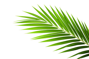 Tropical palm tree leaf isolated 