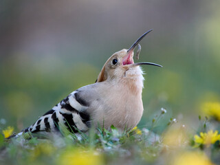 Eurasian hoopoe (Upupa epops)