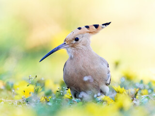 Eurasian hoopoe (Upupa epops) © dennisjacobsen