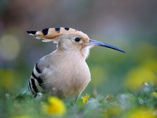 Eurasian hoopoe (Upupa epops)