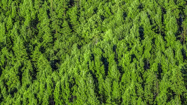 Forest view from above as background.