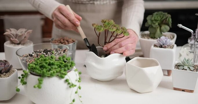 Woman adding soil into pot with Aeonium house while planting potting