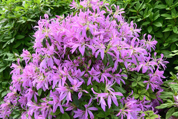 珍しいツツジ「ロドラ」