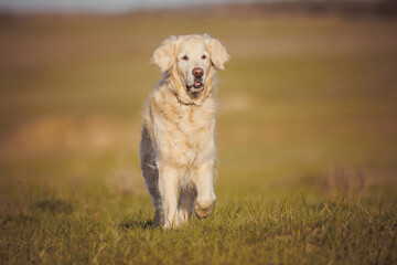 golden retriever dog portrait in spring in the field