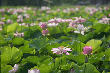 Lotus flower