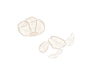 Raw garlics clove in ingredient illustration