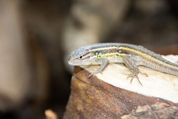 Close-up of a lizard on a stump