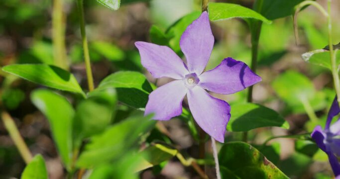 Vinca major, with the common name bigleaf periwinkle