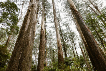 trees in the woods