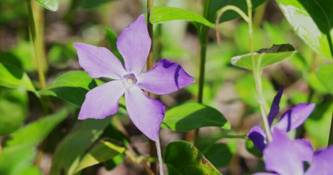 Vinca major, with the common name bigleaf periwinkle