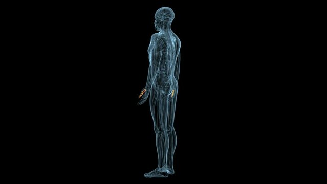 male skeleton inner parts anatomy. 3d render
