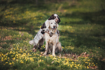 a group of dogs, an English springer spaniel and a golden retriever portrait in spring in the park