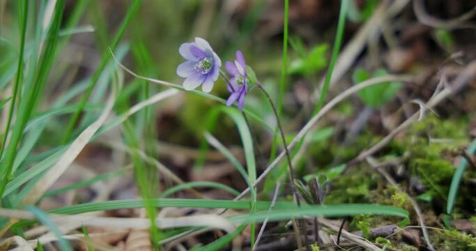 Anemone hepatica (Hepatica nobilis) in bloom