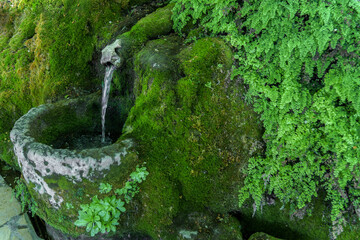 spring of crystal clear, fresh water covered with green moss and ferns