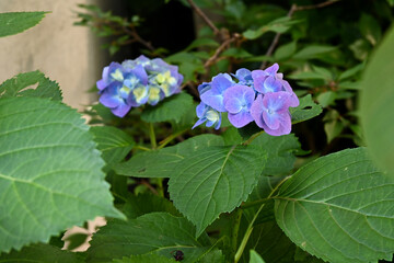 青色、紫色の紫陽花の花