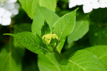 鮮やかな緑色の紫陽花の葉と蕾