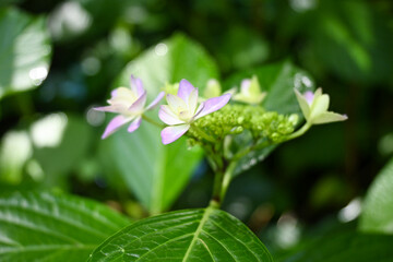 ピンク色の紫陽花の花