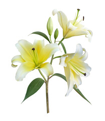 Yellow Lily flower bouquet isolated on transparent background - 595767559