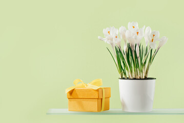 yellow gift box with pot of white crocus flowers on shelf. green background. Gift or holiday concept. Mothers Day, birthday wedding or St Valentines day with copy space. Minimal