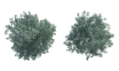 Eucalyptus White Box tree set top view png alpha channel