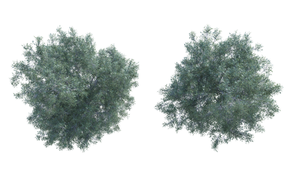 Eucalyptus White Box tree set top view png alpha channel