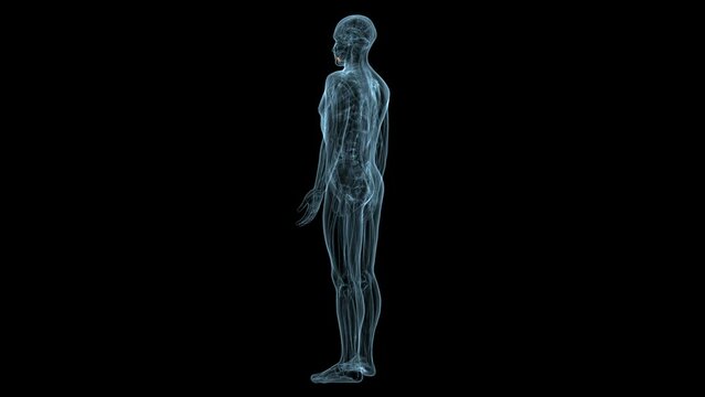 male body skeleton anatomy system. 3d render