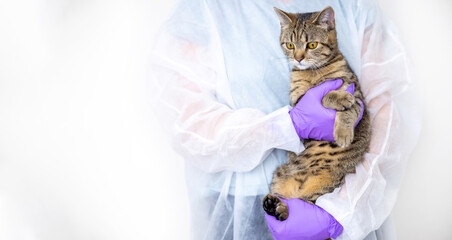 tabby cat isolated with surgical gloves and stethoscope on light ivory background.mock up for vet...