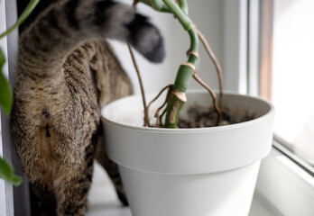 tabby cat back on window sill next to monstera plant in pot