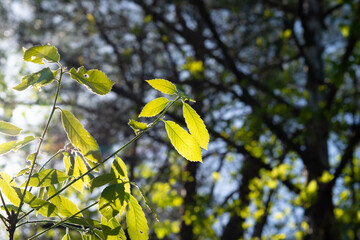 young light green leaves in the spring forest 3